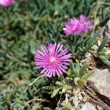Διαμέρισμα Tri Masline With Seaview Τρογκίρ